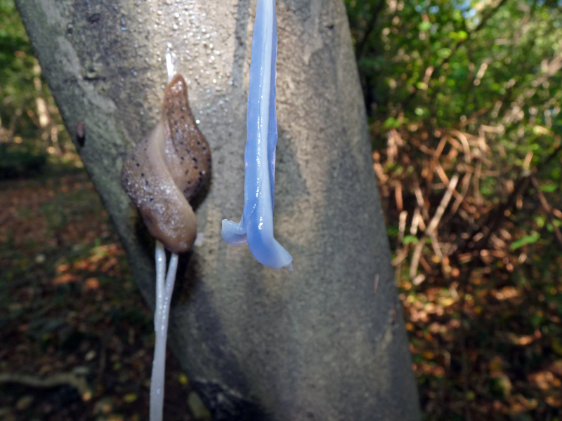 Accoppiamenti di Limax (redii-punctulatus?)